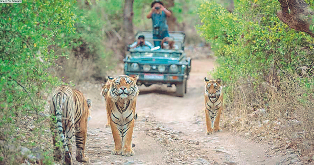 Tigers missing: Is administration turning a blind eye?